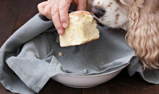 狗狗能不能吃面包 狗狗能吃面包吗